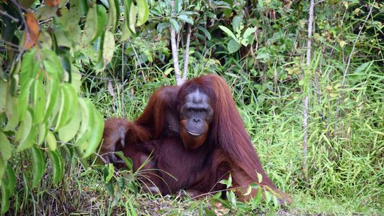 Może w tym roku tradycyjne potrawy świąteczne bez oleju palmowego