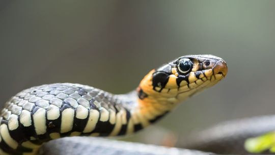 "Można umrzeć ze strachu". Węże uwiły sobie gniazdo na cmentarzu 