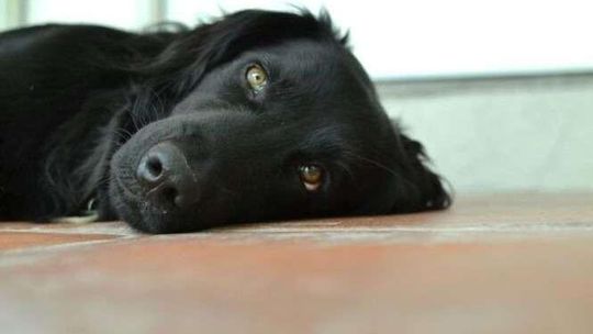 Można za darmo zachipować psa, ale trzeba go zarejestrować