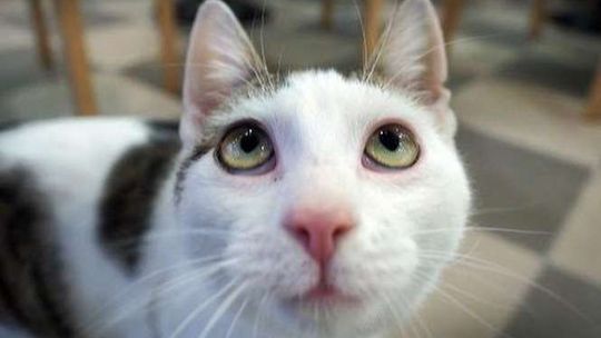 Mrau Cafe otwiera się w Lublinie. W nowej kawiarni mieszka 11 kotów (zdjęcia)