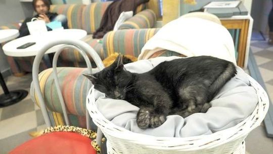 Mrau Cafe w Lublinie: Zamiast kociej kawiarni jest punkt sprzedaży