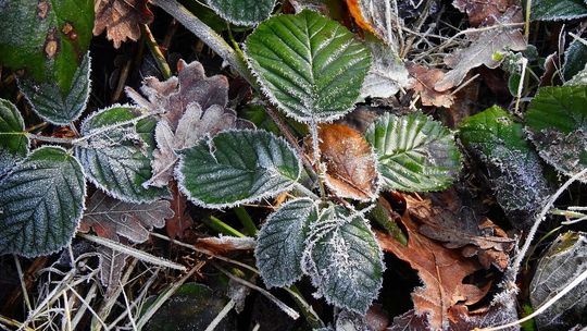 Mróz chwyci przy ziemi. Tak będzie w sporej części województwa 