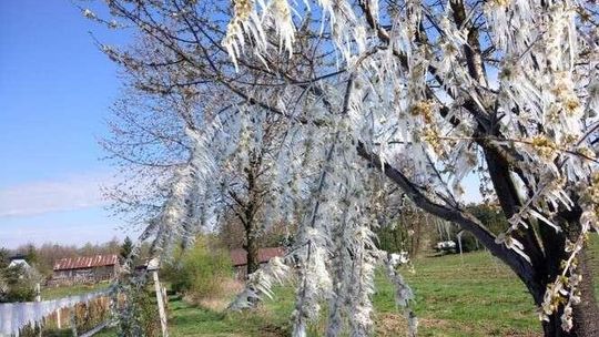 Mróz ściął letnie maliny. Kolejna noc znowu będzie zimna