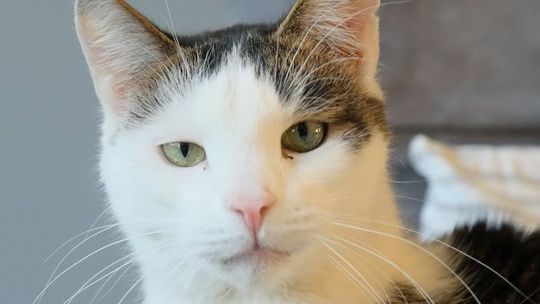 Mruczą i pozują. Koci konkurs w gminie Głusk