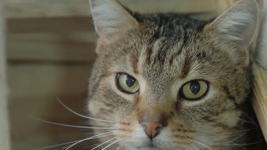 Mruczący przyjaciele czekają na nowy dom