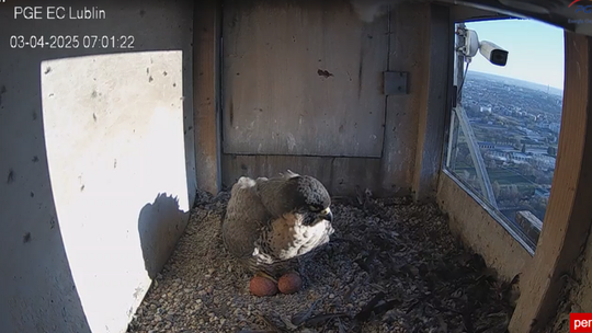 Mural z Wrotką w Lublinie? Urzędnicy odpowiadają radnej 