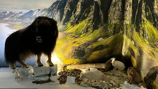 Muzeum polarne w Puławach - pomysł na majówkę