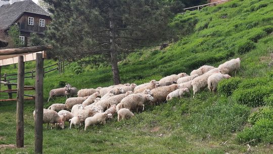 Muzeum Wsi Lubelskiej ma nowych lokatorów 