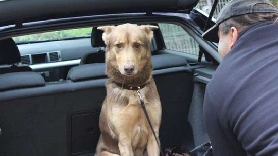 Myśleli, że ich pies nie żyje. Znalazł się po dwóch latach. „Łezka zakręciła się w oku”