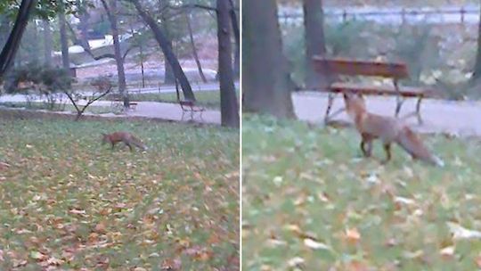 Myśliwi będą polować na ulicach Lublina?