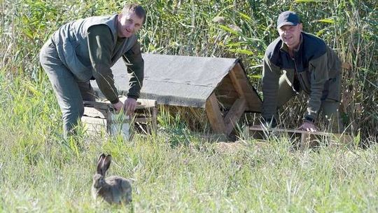 Myśliwi od 15 lat nie polują na zające. Kupują je i wypuszczają na wolność