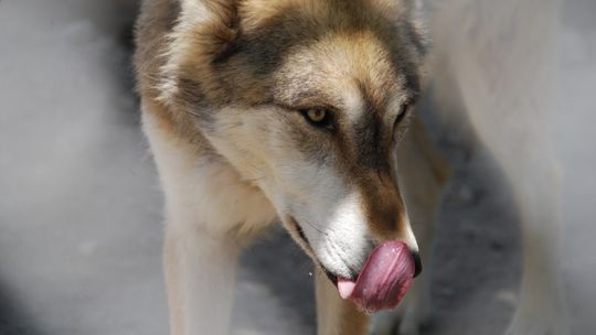 Myśliwi straszą wilkami. \"Pustoszą nam łowiska\"