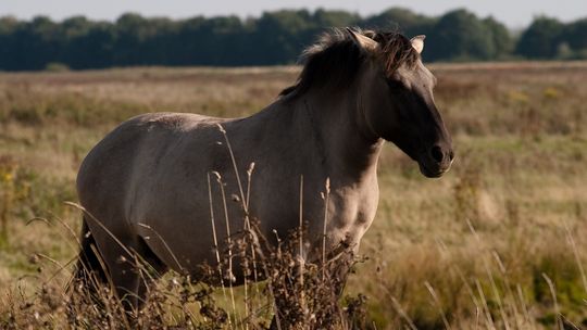 Konik polski tarpan
