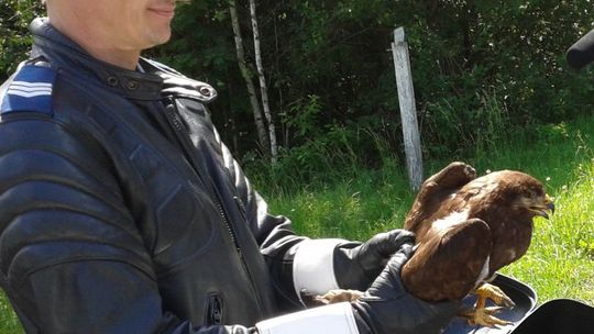 Myszołów uderzył w samochód. Pomogli mu policjanci