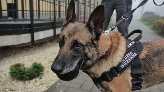 "N" jak narkotyki. Narta pracuje w Areszcie Śledczym w Lublinie