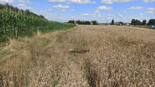 Na ciele ślady psich kłów. Są wstępne wyniki sekcji zwłok 67-latka z gminy Jeziorzany