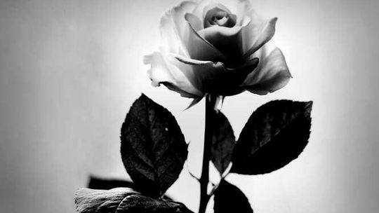 Na ciele żony zostawił 19 róż. Twierdzi, że to nie on zabił