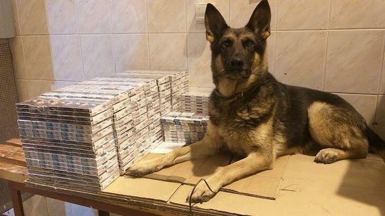 Na granicy przejmują nie tylko papierosy. Najciekawsze przypadki