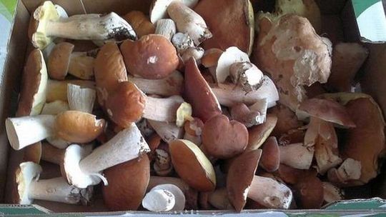 Na grzyby! Gdzie zbierać, przepisy, porady