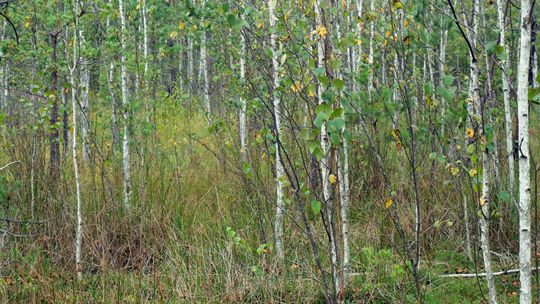 Na hałdach pogórniczych lasy rosną inaczej