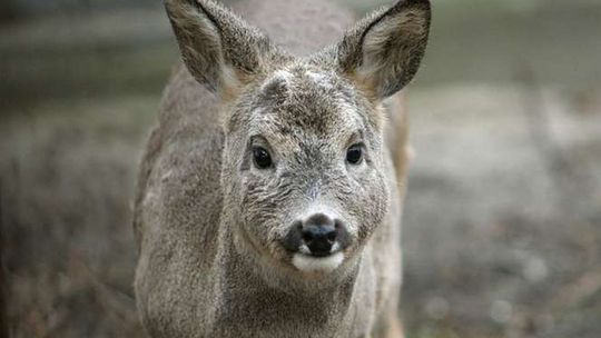 Na jego działce padła sarna. Kto ma ją sprzątnąć? Urząd odmawia pomocy