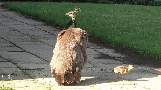 Na koncert i spacer do Kozłówki
