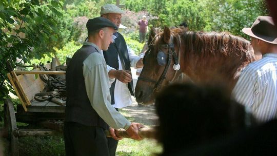 Na końskim targu w Lublinie