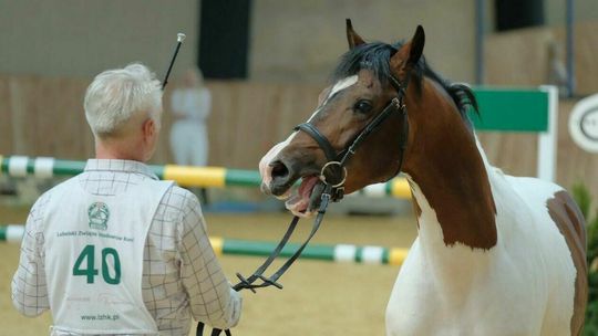 Na lubelskim Felinie odbył się VIII Ogólnopolski Czempionat Kuców oraz Ogólnopolski Pokaz Kuców i Koni Małych