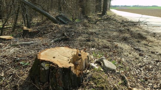Na nic protesty. Zaczęła się wycinka w gminie Uścimów