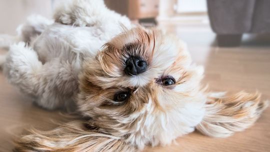 Na placu Litewskim będzie można wybrać psa z CV