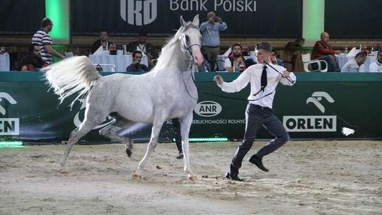 Na plusie, ale trzeba było dołożyć. Rozliczenie Święta Konia Arabskiego 