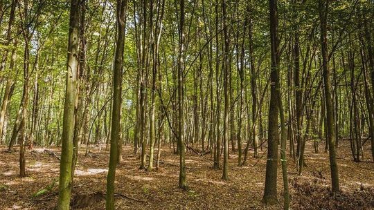 Na północy woj. lubelskiego w lasach jest bardzo sucho. Są miejsca, w których obowiązuje trzeci stopień zagrożenia pożarowego