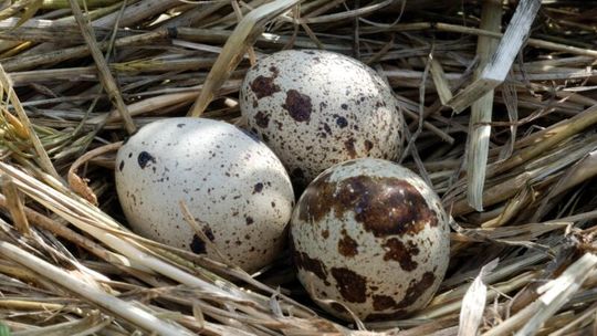 Na przepiórkach można zarobić