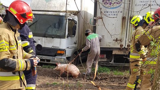 Na ratunek świni. Akcja straży koło Lublina