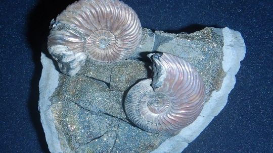 Na sobie 5 kg złota i ciosy mamuta w skrytce, czyli przemytniczy  przegląd 2023