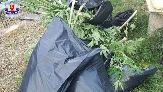 Na strychu marihuana, w ogrodzie krzaki konopi. Zatrzymany 43-latek z Lublina