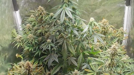  Na strychu urządził sobie plantację marihuany