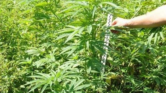 Na widok policjantów wyrzucił plecak z haszyszem