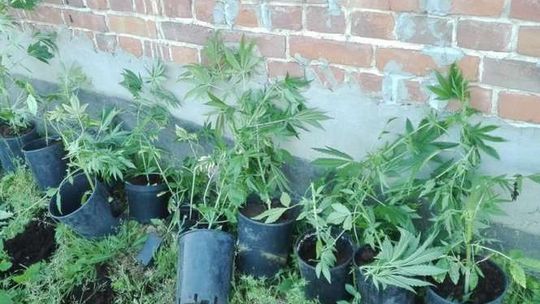 Na widok policjantów zaczął wyrzucać konopie w doniczkach przez okno