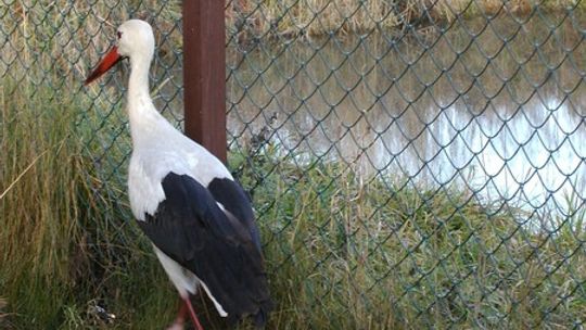 Na wikcie przyrodników