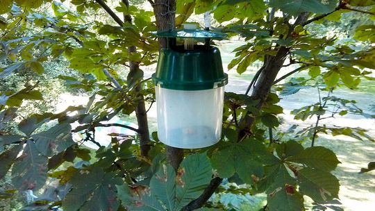 Na wojnie z wrednym motylkiem. Miasto zmieniło taktykę w walce ze szrotówkiem