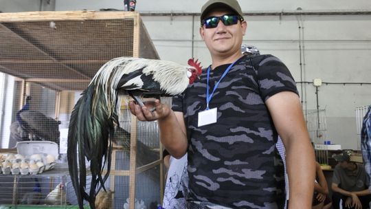 Na wymiona niemowlęca oliwka, na grzbiet płyn do mycia naczyń. W Sitnie trwa rolnicza wystawa