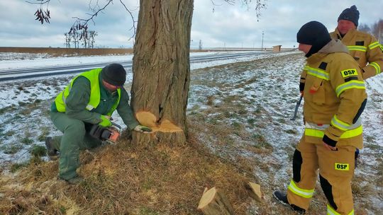 Nadbużanka ogołacana z największych drzew. Na opał dla wojska
