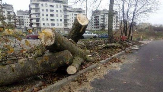 Nadchodzi silny wiatr. IMGW ostrzega 