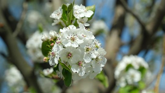 W najbliższych dniach temperatura wyniesie do 14 st. C. IMGW wydał ostrzeżenia pierwszego stopnia przed mgłą w znacznej części kraju - poinformował synoptyk Instytutu Meteorologii i Gospodarki Wodnej Przemysław Makarewicz.