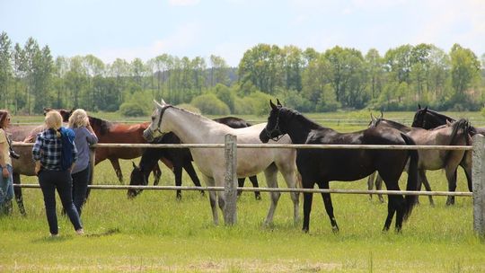 Nadużycie uprawnień przez prezesów stadniny? Śledztwo umorzone