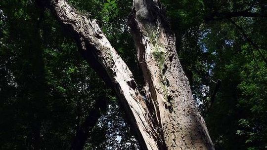 Nagi, związany, okaleczony i przywiązany do drzewa w lesie. Chcieli za niego 1000 zł okupu