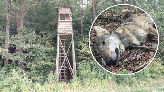 Najbardziej znany wilk z Roztocza został zastrzelony. "Myśliwy doskonale wiedział co robi"