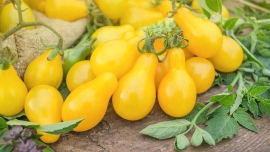 Najciekawsze odmiany pomidorów – przegląd