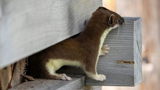 Najczęstsze błędy po szkodach od kuny — i jak ich uniknąć